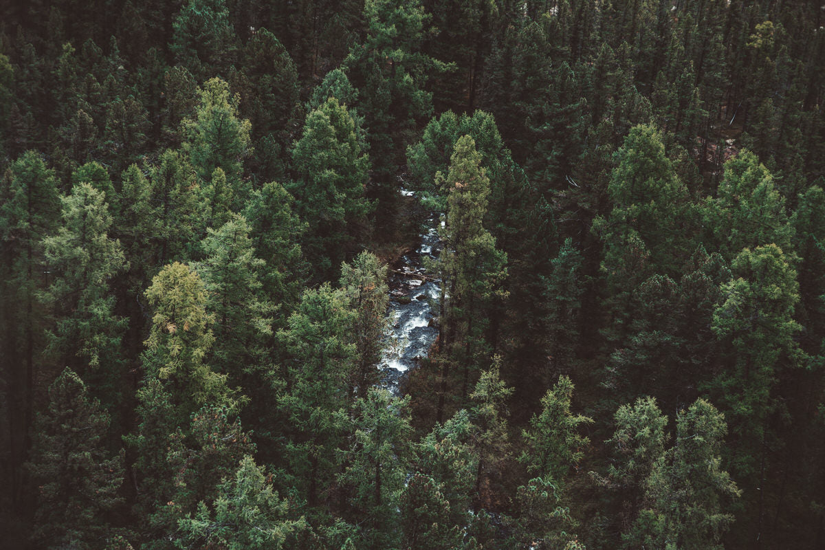 Sedertre – et miljøvennlig alternativ